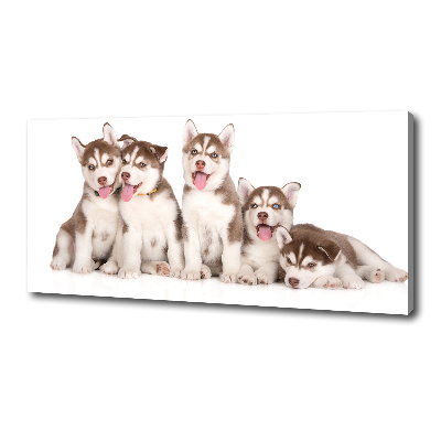 Quadro su tela Cuccioli di husky