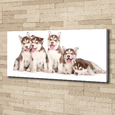 Quadro su tela Cuccioli di husky