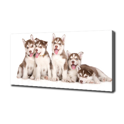 Quadro su tela Cuccioli di husky