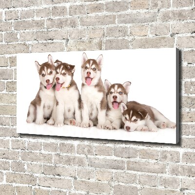Quadro su tela Cuccioli di husky