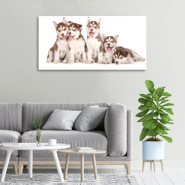 Quadro su tela Cuccioli di husky