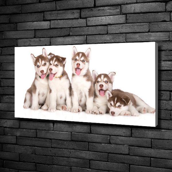 Quadro su tela Cuccioli di husky