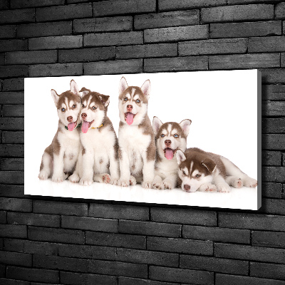 Quadro su tela Cuccioli di husky