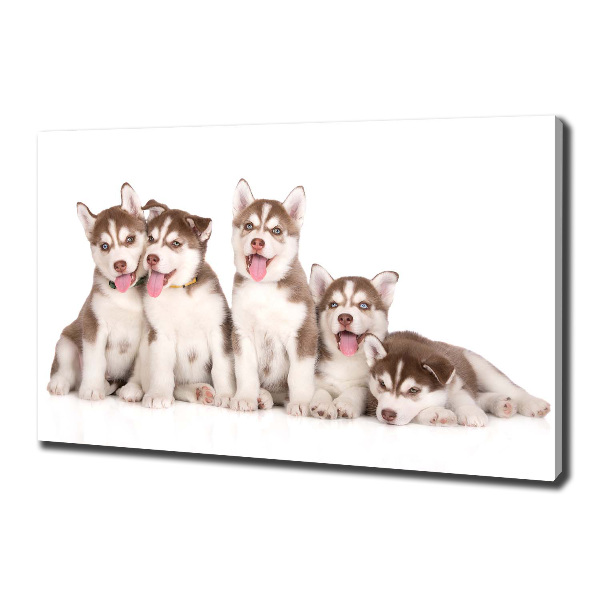 Quadro su tela Cuccioli di husky