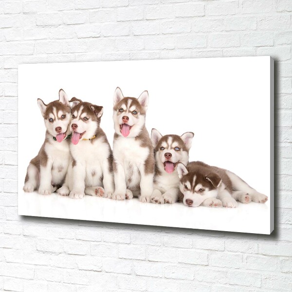 Quadro su tela Cuccioli di husky