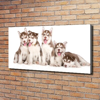 Quadro su tela Cuccioli di husky
