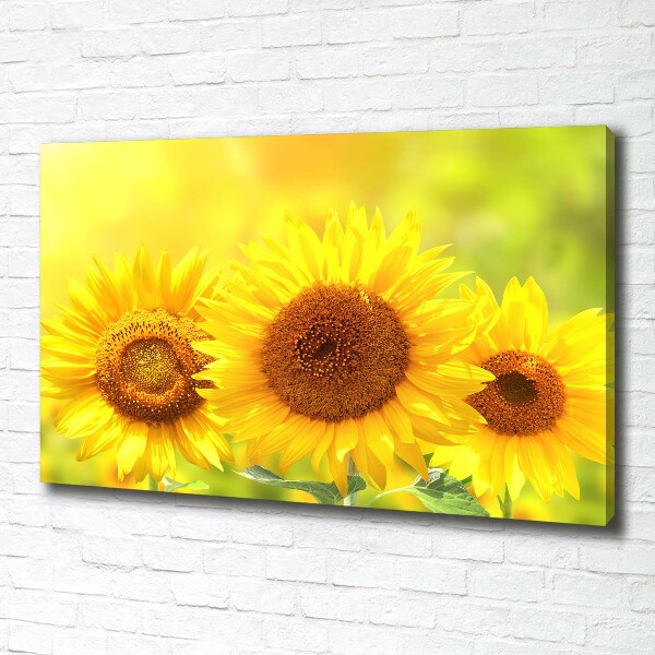 Quadro stampa su tela Girasoli