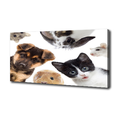 Foto quadro su tela Animali domestici