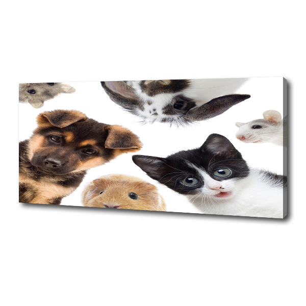 Foto quadro su tela Animali domestici