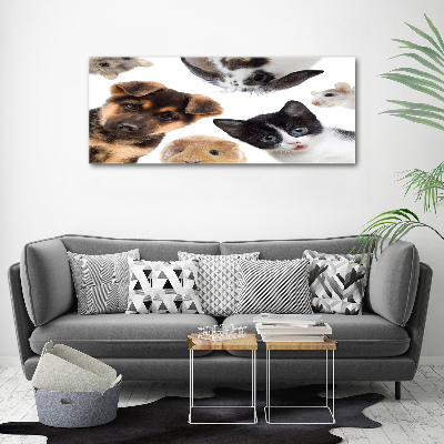 Foto quadro su tela Animali domestici