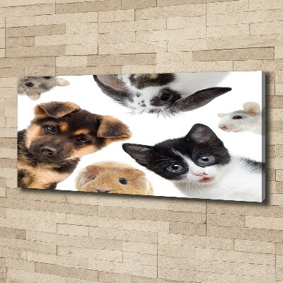 Foto quadro su tela Animali domestici