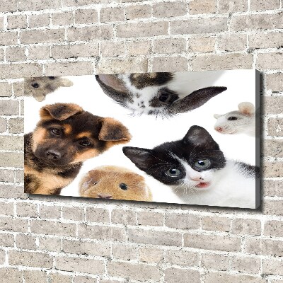 Foto quadro su tela Animali domestici