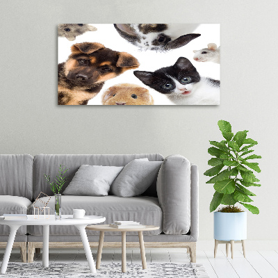 Foto quadro su tela Animali domestici