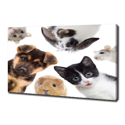 Foto quadro su tela Animali domestici