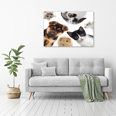 Foto quadro su tela Animali domestici