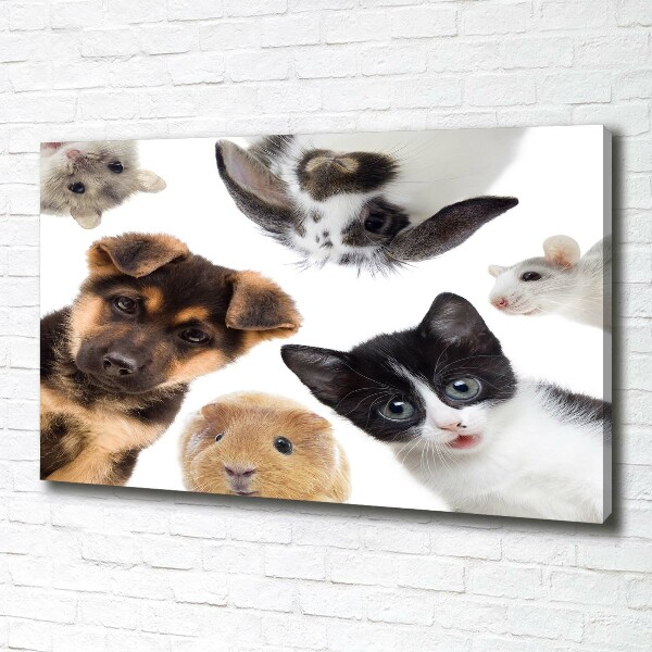 Foto quadro su tela Animali domestici