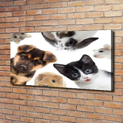 Foto quadro su tela Animali domestici