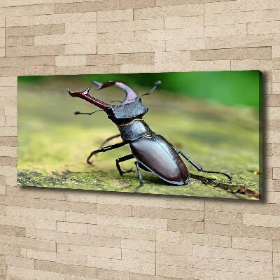 Foto quadro su tela Scarafaggio