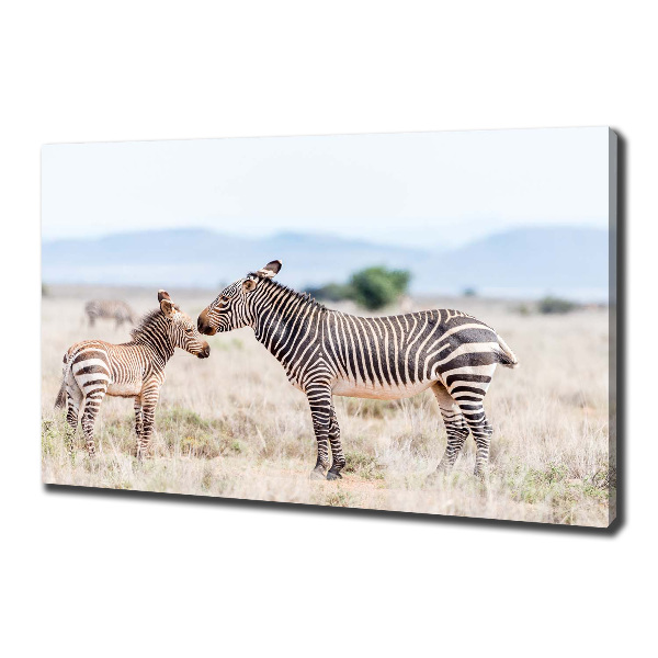 Quadro su tela Zebre in montagna