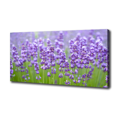 Foto quadro su tela Lavanda