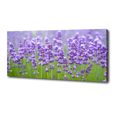 Foto quadro su tela Lavanda