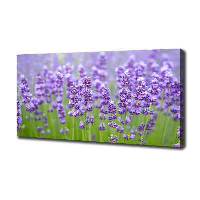 Foto quadro su tela Lavanda