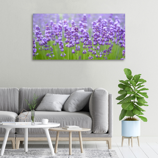 Foto quadro su tela Lavanda
