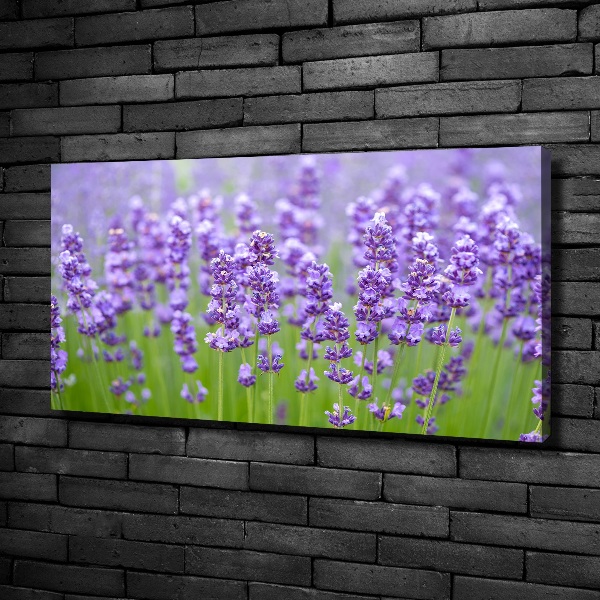 Foto quadro su tela Lavanda