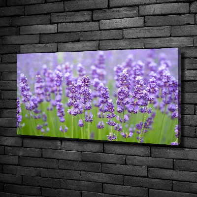 Foto quadro su tela Lavanda
