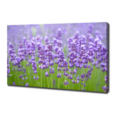 Foto quadro su tela Lavanda