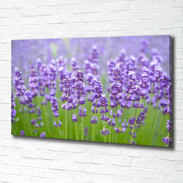 Foto quadro su tela Lavanda