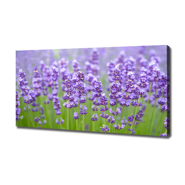Foto quadro su tela Lavanda
