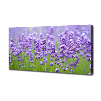 Foto quadro su tela Lavanda
