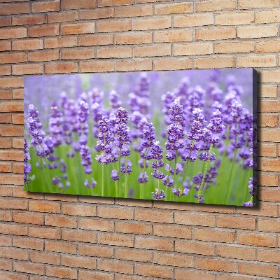 Foto quadro su tela Lavanda