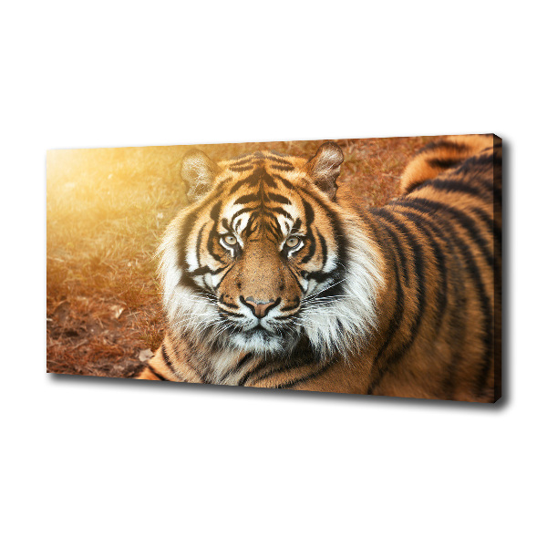 Quadro stampa su tela Tigre del Bengala