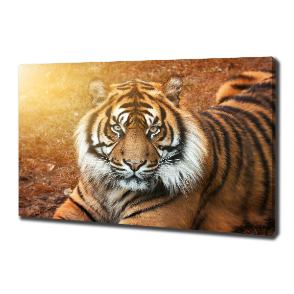 Quadro stampa su tela Tigre del Bengala