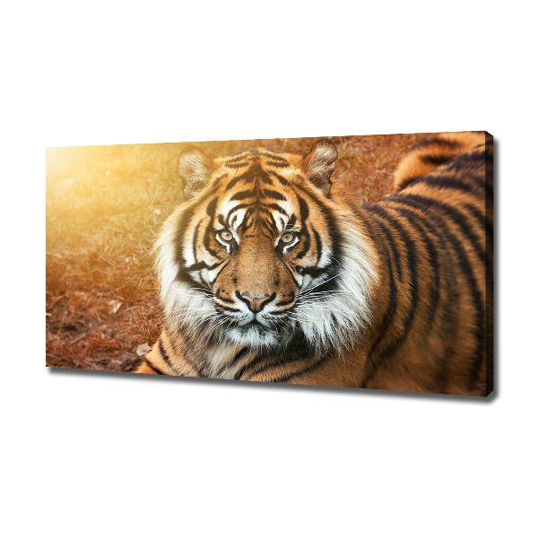 Quadro stampa su tela Tigre del Bengala