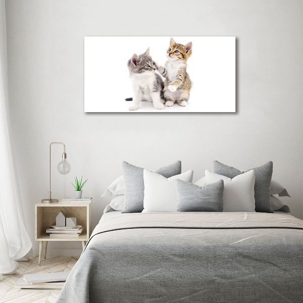 Foto quadro su tela Due gattini