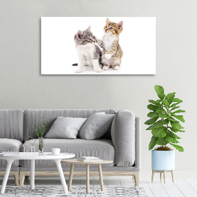 Foto quadro su tela Due gattini