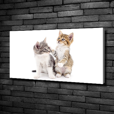 Foto quadro su tela Due gattini