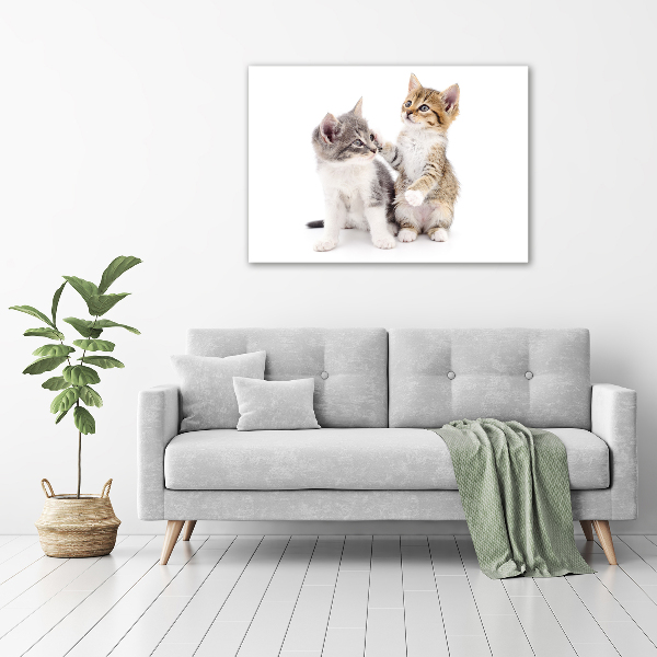 Foto quadro su tela Due gattini