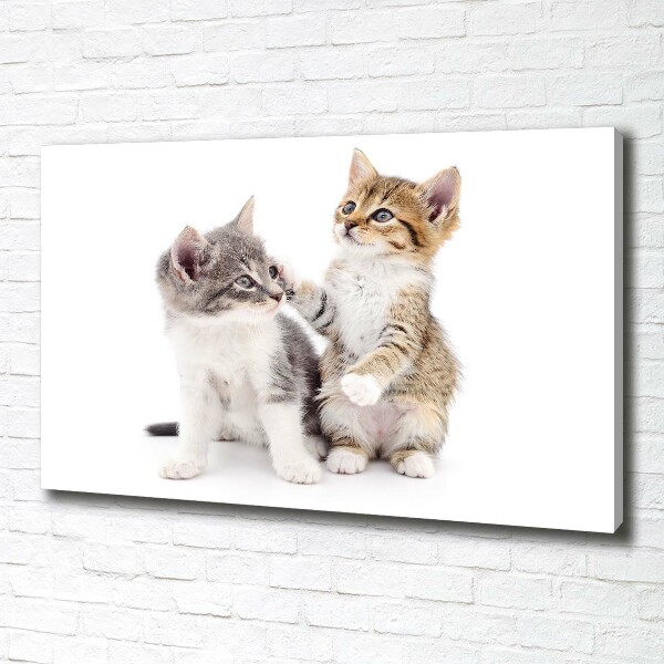 Foto quadro su tela Due gattini