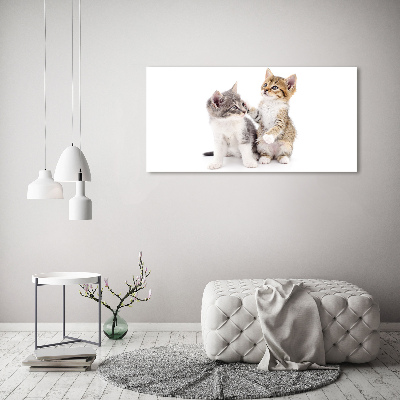 Foto quadro su tela Due gattini