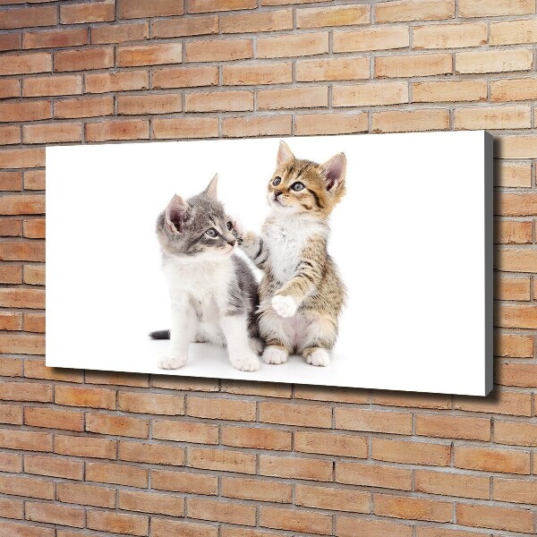 Foto quadro su tela Due gattini