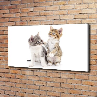 Foto quadro su tela Due gattini