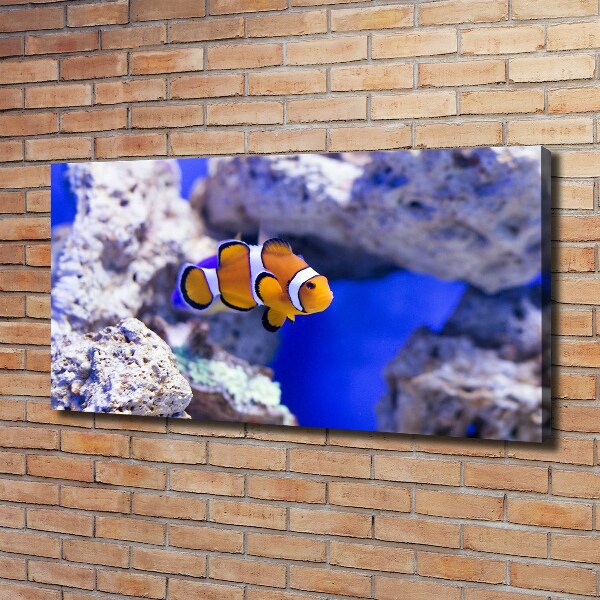 Quadro su tela Pesce pagliaccio della barriera corallina