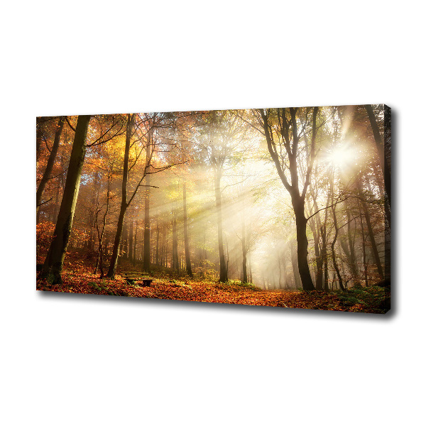 Foto quadro su tela Nebbia nella foresta