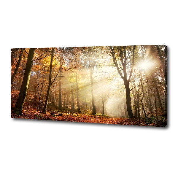 Foto quadro su tela Nebbia nella foresta