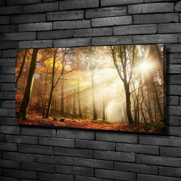 Foto quadro su tela Nebbia nella foresta