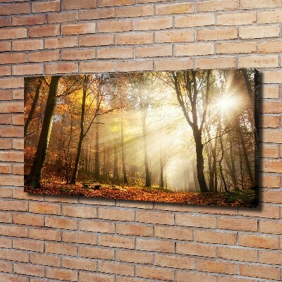 Foto quadro su tela Nebbia nella foresta